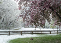 Қазақстанда алдағы демалыс күндері қар жауады