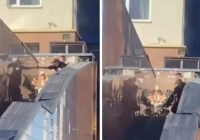 Астанада ер адам әйелін тұрғын үй аумағында кішкентай баласының көзінше ұрып-соққан