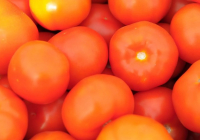 Қазақстанға әкелінген қызанақтан қауіпті вирус анықталды