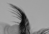 ​КІРПІКті үй жағдайында да ӨСІРУГЕ болады