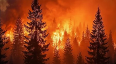 Солтүстік Қазақстанда 7,7 гектар орман шаруашылығы аумағы өртенді