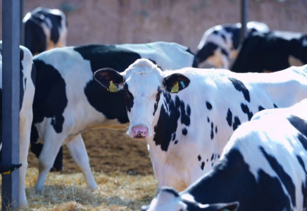 ТҮРКІСТАН: Келес ауданында ірі мал бордақылау алаңы салынады