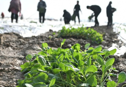 ТҮРКІСТАН: Жетісайлық шаруалар қыста қырыққабат егіп жатыр