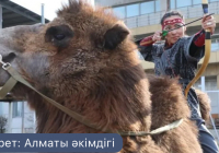 Түйе үстінде 10 секундта 4 нысана: Алматы ипподромында әлемдік рекорд орнатылды