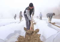 Түркістан облысында егістік жұмыстары басталды