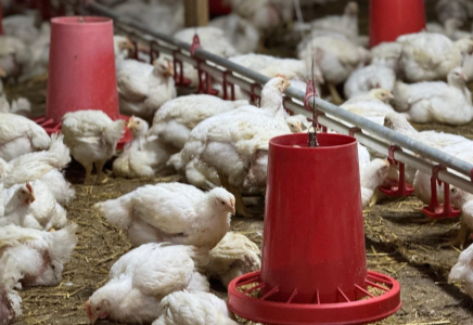 Түркістан облысында халықаралық аграрлық жоба жүзеге асырылып жатыр