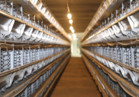 ТҮРКІСТАН: Сарыағашта құс шаруашылығы дамып жатыр