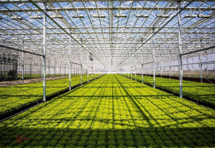 Түркістан облысында еліміздегі ең ірі өнеркәсіптік жылыжай кешені іске қосылады