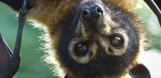 Индонезияда жарқанаттардан Нипах вирусына қарсы антиденелер анықталды