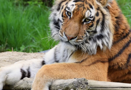 Ресей Қазақстанға төрт амур жолбарысын беретін болды