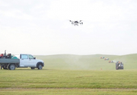 ТҮРКІСТАН: Шегірткеге қарсы күрес жандана түсті