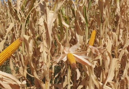 ТҮРКІСТАН: Ордабасы ауданында қысқы мал азығы дайын