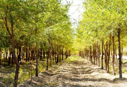 Түркістандағы «Жасыл белдеу» жайқалып жатыр