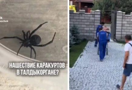 Талдықорғанда ер адамды қарақұрт шағып, жансақтау бөліміне түсті