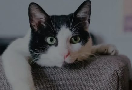 Екібастұзда тірі мысықты постаматқа қамап кеткендер халықтың ашуын туғызды