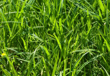 ШЫМКЕНТ: 2021-2022 жылдарға арналған жем-шөп дайындау іс-шара жоспары бекітілді