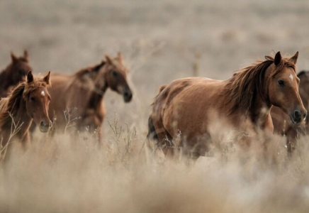 Ұлытау облысында жылқы іздеуге шыққан үш адам жоғалып кетті