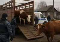 Ресей Қазақстанмен шекаралас облыста төтенше жағдай жариялады