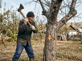 Көп жыл жеміс салмаған ағашқа МЫНА ЫРЫМды жасап көріңіз