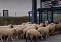 Қой базар: Германияда супермаркетке бір отар қой басып кірді