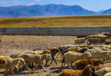 ​Елде қойшылар мен бақташылардың зейнет жасын төмендетпек