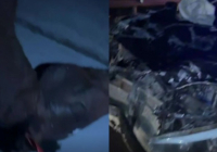 Астана маңындағы жолда жеңіл көлік жылқыға соғылды: Зардап шеккендер бар 