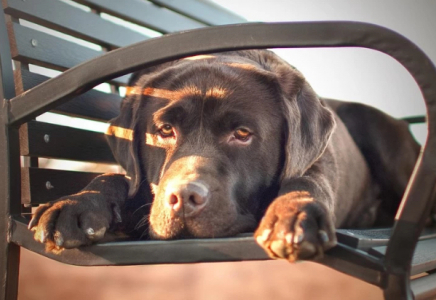 Өскеменде ер адам күшікті бесінші қабаттан лақтырып жіберген