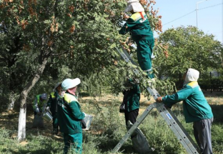 ТҮРКІСТАН: Арыста көгалдандырудың баламасы жоқ әдісі енгізілді