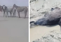 Маңғыстауда қолайсыз ауа райынан 100-ден аса жылқы қырылды