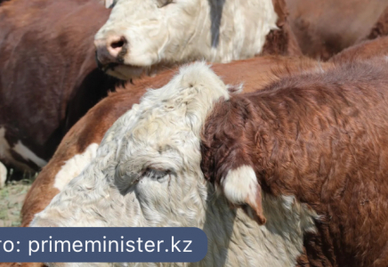 Қазақстанда тіркелмеген мал үшін  Қазақстанда тіркелмеген мал үшін