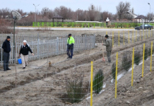 ТҮРКІСТАН: Отырарлық тұрғындар ауылды көркейту жұмыстарын бастады