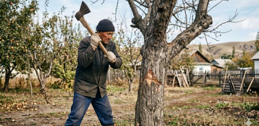 Көп жыл жеміс салмаған ағашқа МЫНА ЫРЫМды жасап көріңіз