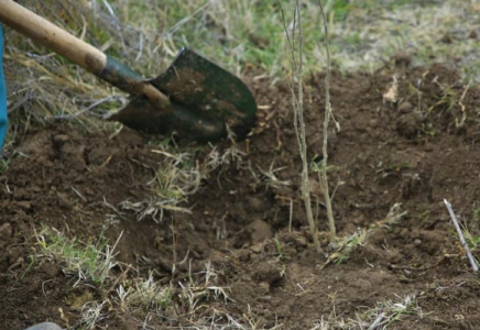ТҮРКІСТАН: Арыста жеміс бағы жайқалып жатыр