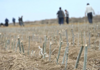 ТҮРКІСТАН: Жетісайда 1 гектар жерге тұқымбақ ұйымдастырылды