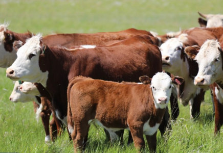 Қазақстанда ірі қара және ұсақ малдың аналық басын шетелге шығаруға тыйым салынды