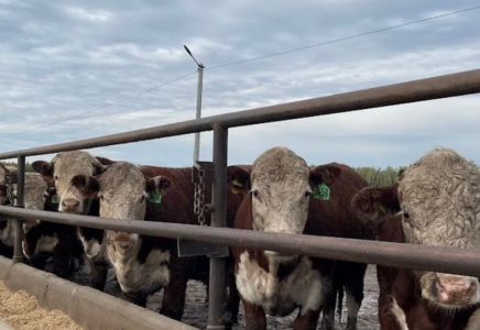 Атырау облысында ірі қарадан індет анықталды