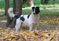 Солтүстік Қазақстанда құтырған ит өз иесін қауып алды