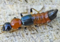 Вьетнамда туристерге улы қоңыздар туралы ескерту жасалды