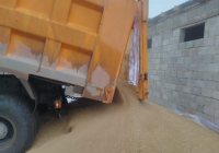 ТҮРКІСТАН: Созақ шаруаларына 70 тоннаға жуық бидай жеткізілді