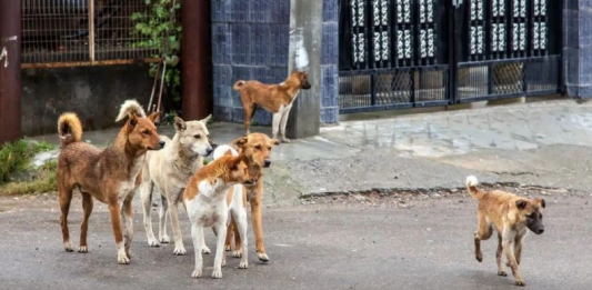 Көкшетауда жүкті әйелді қаңғыбас иттер қауып алды 