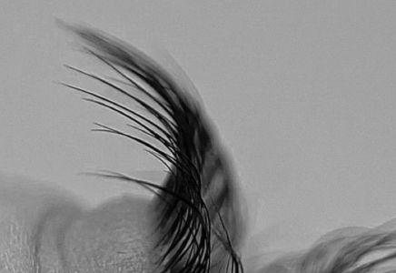 ​КІРПІКті үй жағдайында да ӨСІРУГЕ болады