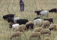 "Ерте зейнетке шығып, балалары әскери қызметтен босатылады": Үкімет қазақстандық шопандарға жаңа бағдарлама дайындап жатыр