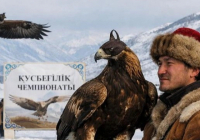 ​ШҚО-да құсбегіліктен чемпионат өтіп жатыр