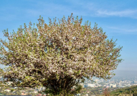 Қазақстанда қар жауып, ауа температурасы күрт төмендейді