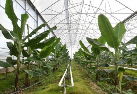 Түркістан облысында банан өсіру ісі жанданады