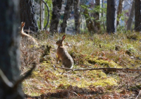 Серігін абайсызда атып жіберді: Атырауда аңшылық қайғымен аяқталды