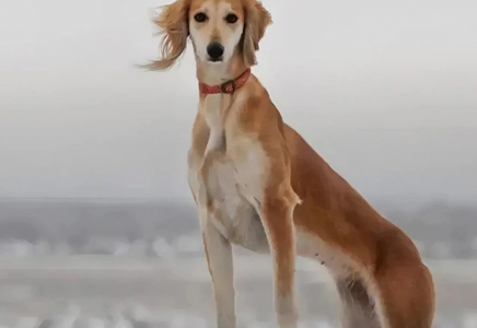 Қазақ тазысы халықаралық деңгейде мойындалды