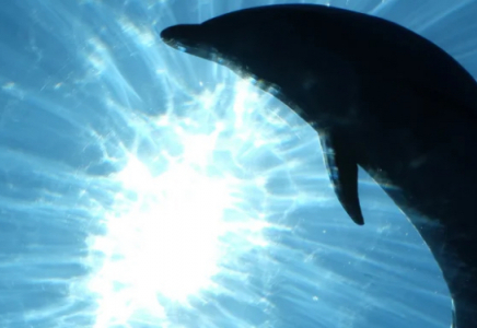 ​Қытайдың Янцзы өзенінде дельфин көбейді