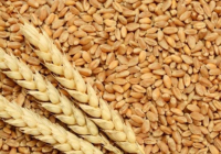 Жаңа астықтың 5,1 млн тоннасы экспортталды