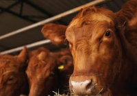 Ақмола облысында қожалықтың 526 бас малын байқатпай сатып жіберген бақташыға іздеу жарияланды